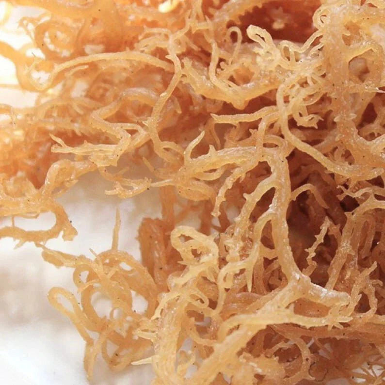 GOLDEN SEA MOSS GEL | 300 ML