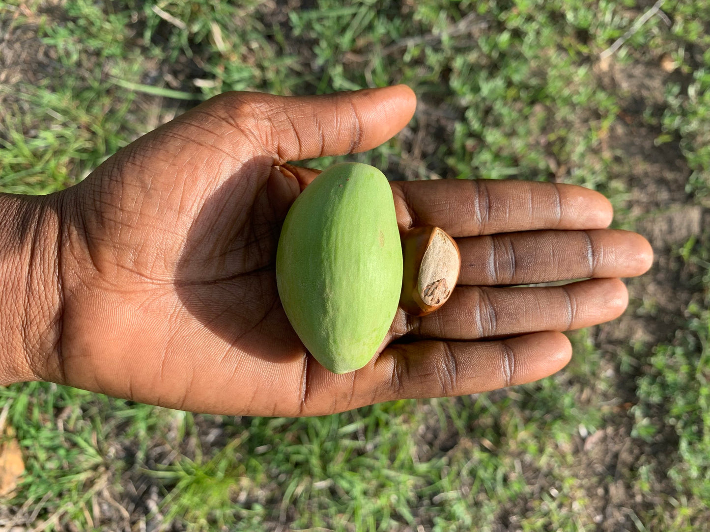 Shea Nilotica | Organic 150 ML